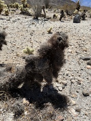 Cylindropuntia bigelovii
