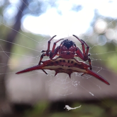 Gasteracantha milvoides
