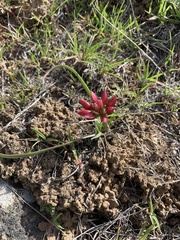 Allium scilloides