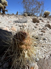 Cylindropuntia bigelovii