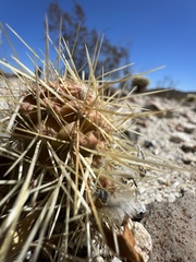 Cylindropuntia bigelovii