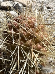 Cylindropuntia bigelovii