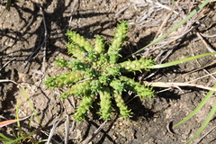 Euphorbia flanaganii