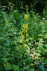 Verbascum pyramidatum