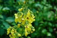 Verbascum pyramidatum