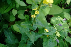 Verbascum pyramidatum