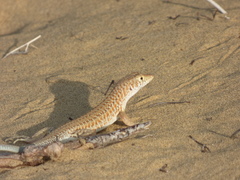 Acanthodactylus