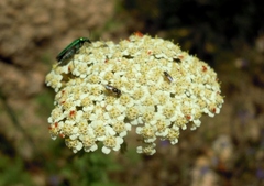 Achillea ligustica