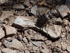 Cicindela longilabris