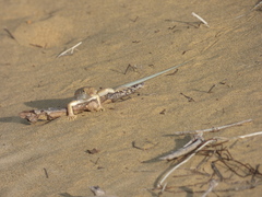 Acanthodactylus