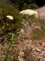 Achillea ligustica