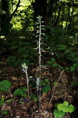 Epipactis condensata