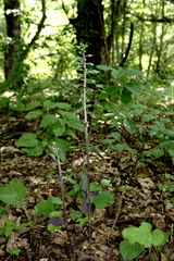 Epipactis condensata