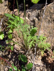 Achillea ligustica