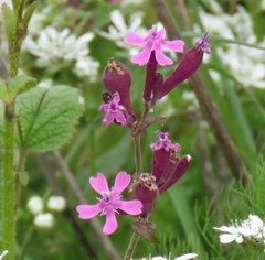 Silene aegyptiaca