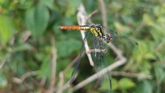 Archaeophlebia martini