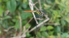 Archaeophlebia martini