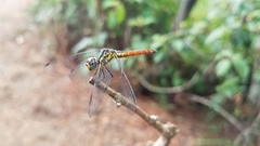 Archaeophlebia martini