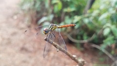 Archaeophlebia martini