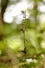 Epipactis condensata