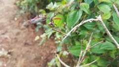 Archaeophlebia martini