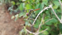 Archaeophlebia martini