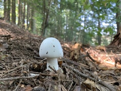 Amanita verna