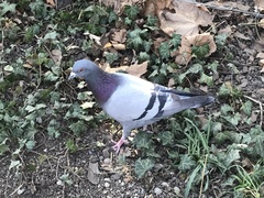 Columba livia domestica