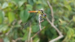 Archaeophlebia martini