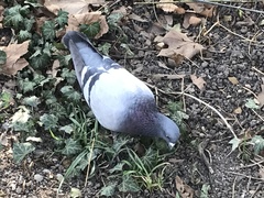 Columba livia domestica