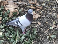 Columba livia domestica