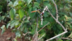 Archaeophlebia martini