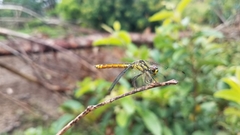 Archaeophlebia martini