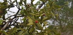 Viscum cruciatum