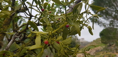 Viscum cruciatum