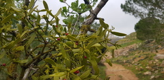 Viscum cruciatum