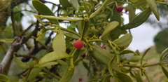 Viscum cruciatum
