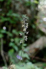 Epipactis condensata