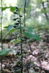 Epipactis condensata