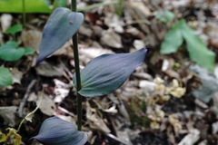 Epipactis condensata