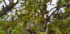 Viscum cruciatum