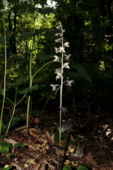 Epipactis condensata