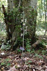 Epipactis condensata
