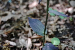 Epipactis condensata