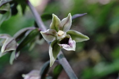 Epipactis condensata