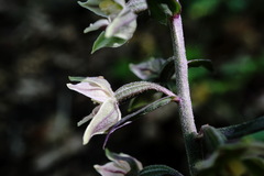 Epipactis condensata