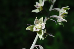 Epipactis condensata