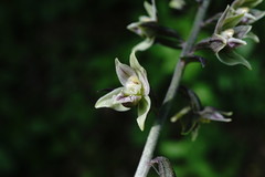 Epipactis condensata