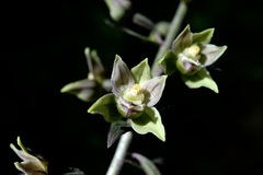 Epipactis condensata