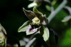 Epipactis condensata